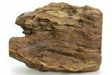 Triassic-Age Petrified Wood Log - Madagascar #379262-1